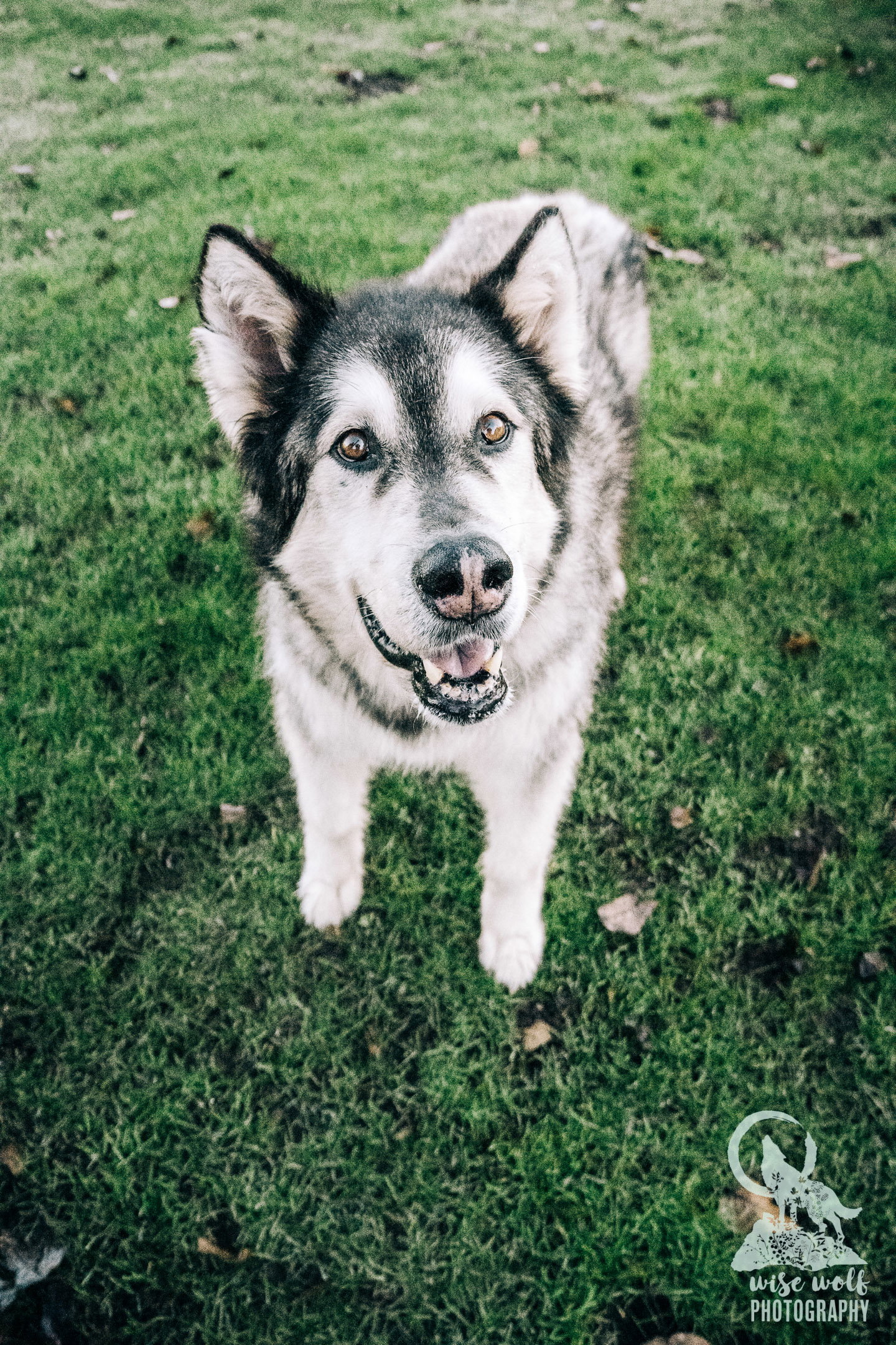 dog-image