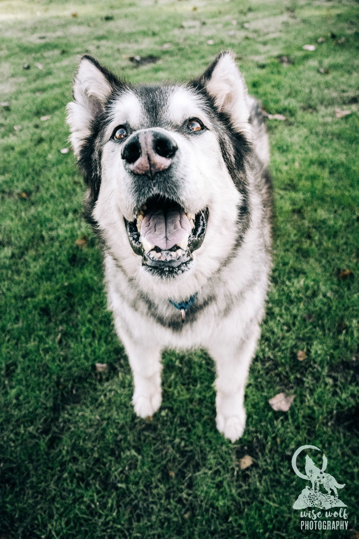 dog-image