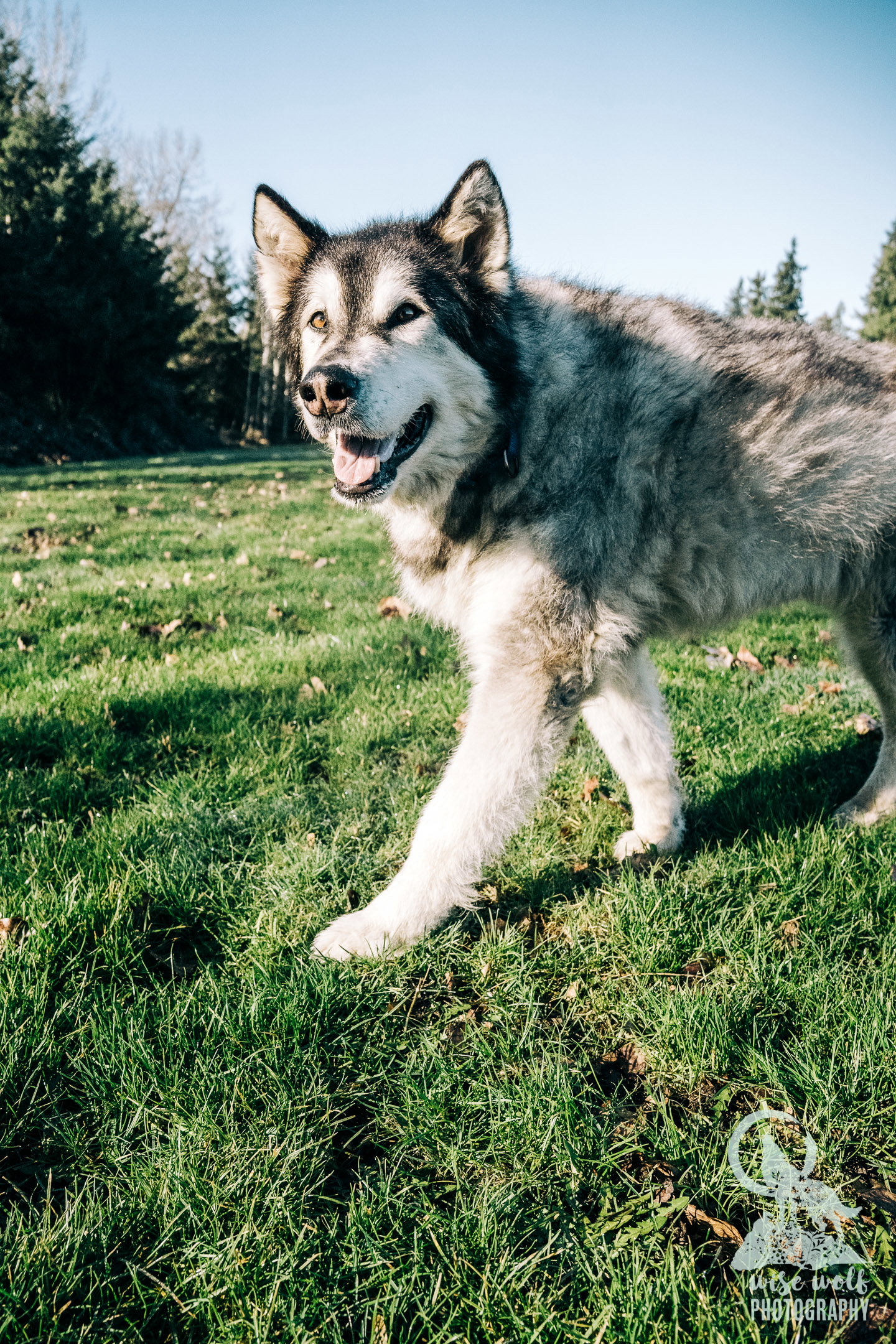 dog-image