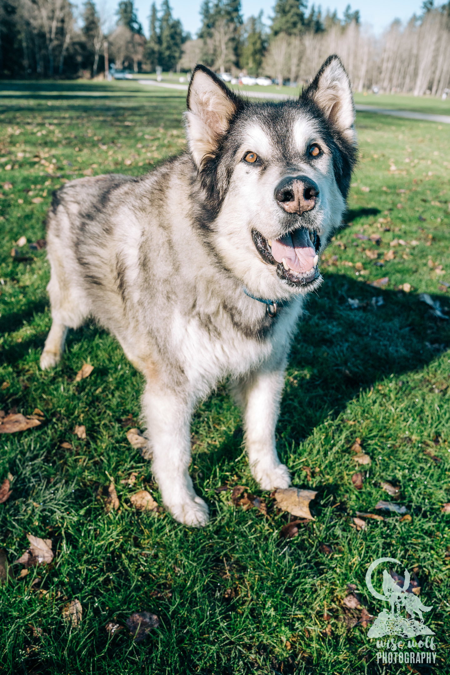 dog-image