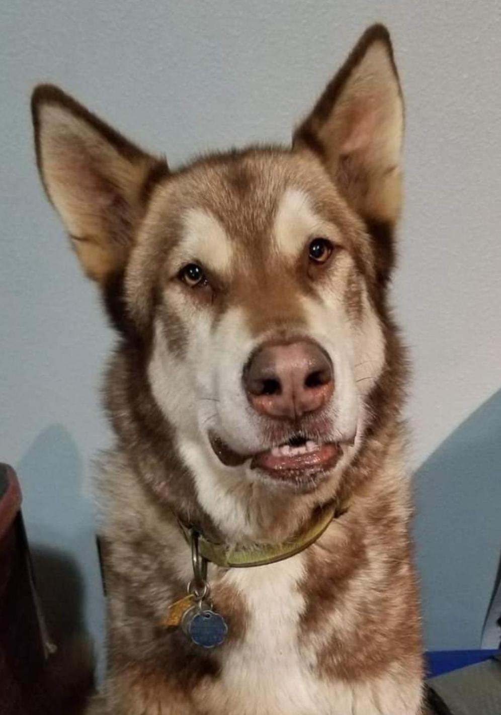 dog-image