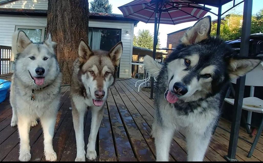 dog-image