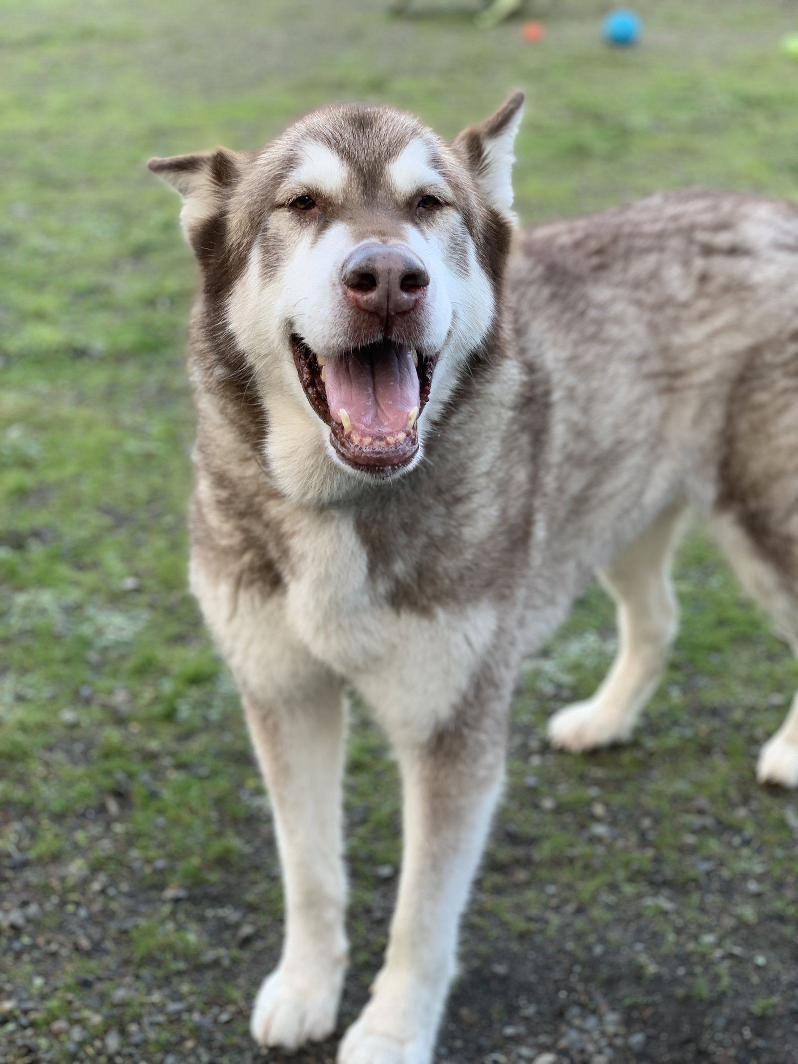 dog-image