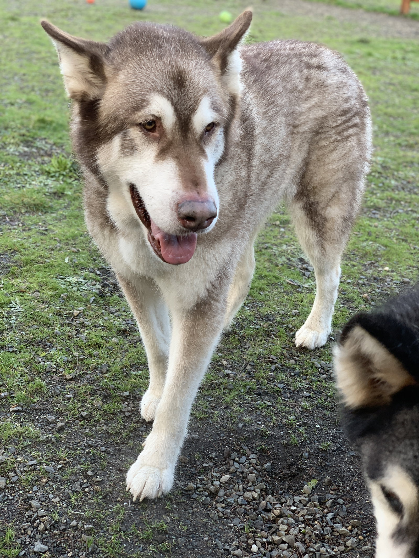dog-image
