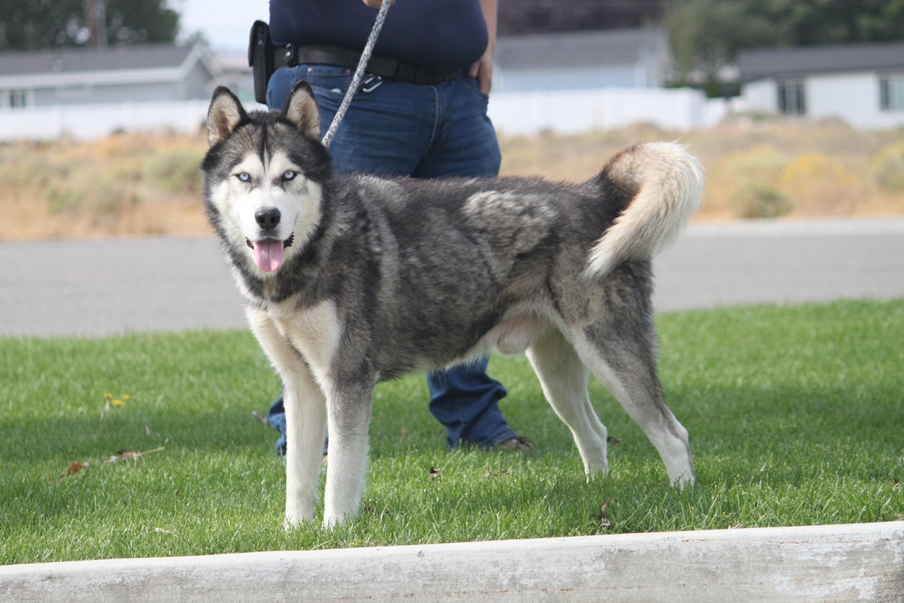 dog-image