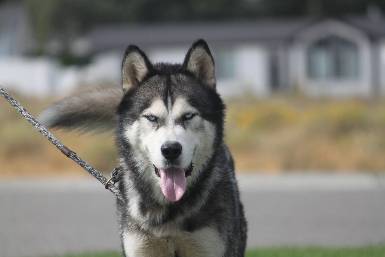 dog-image