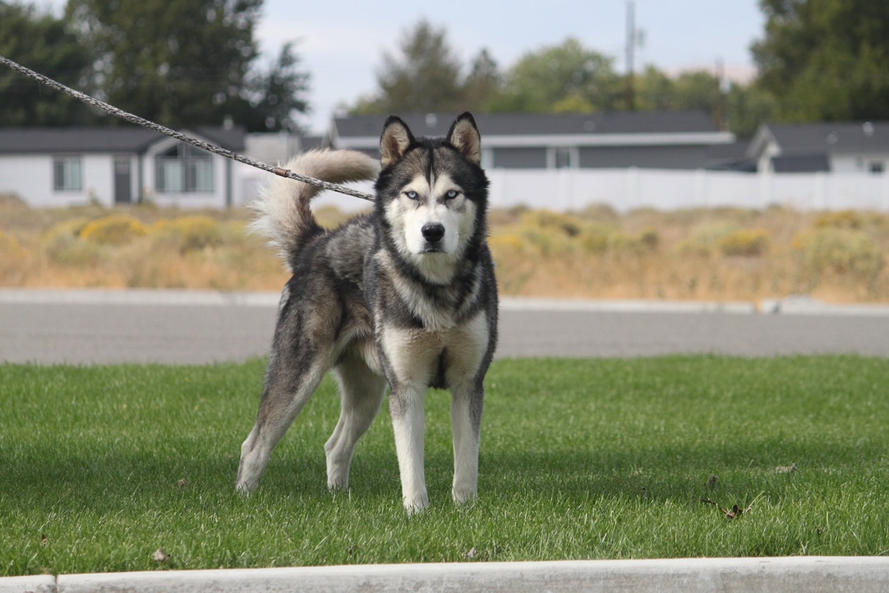 dog-image