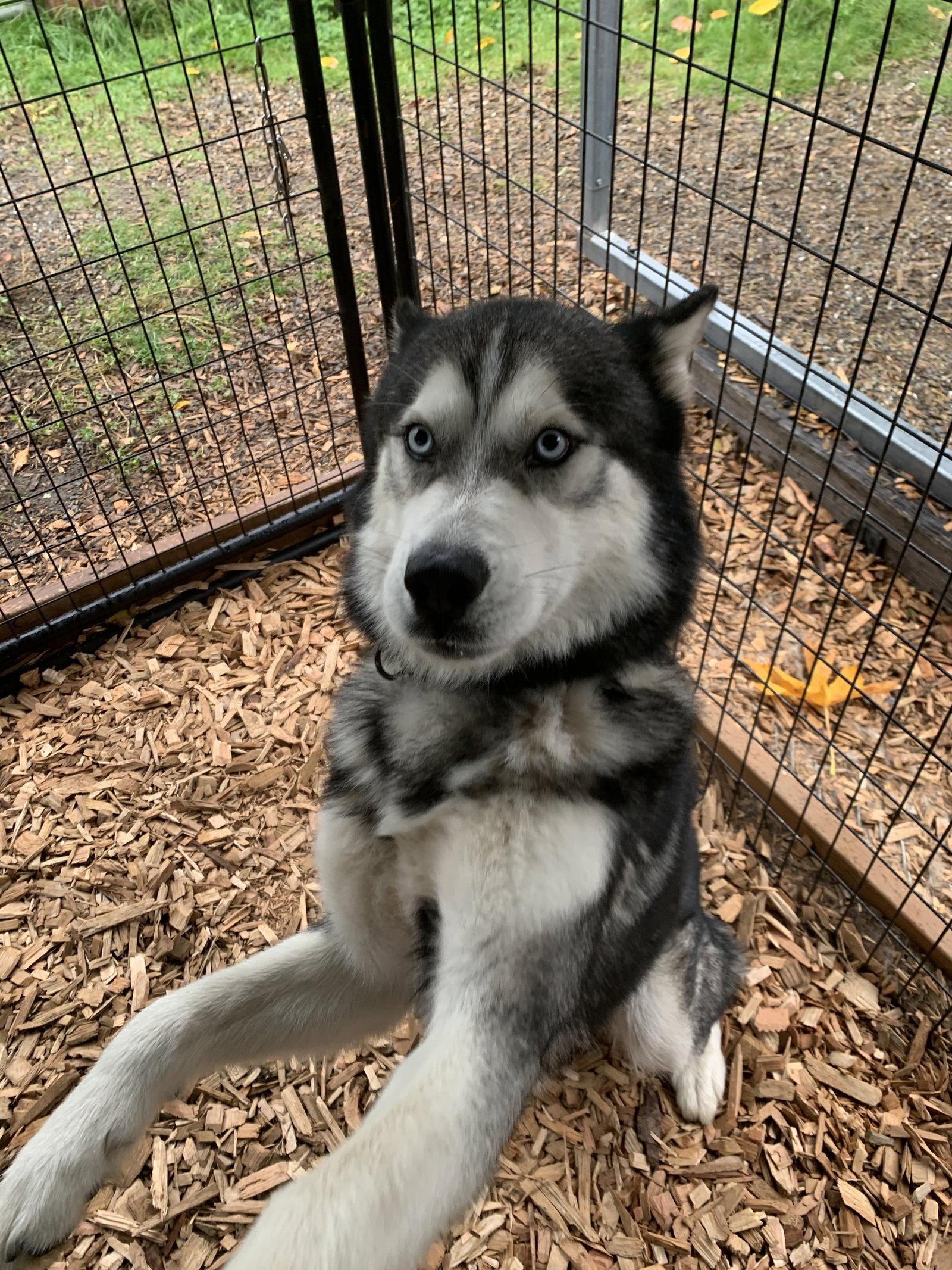 dog-image