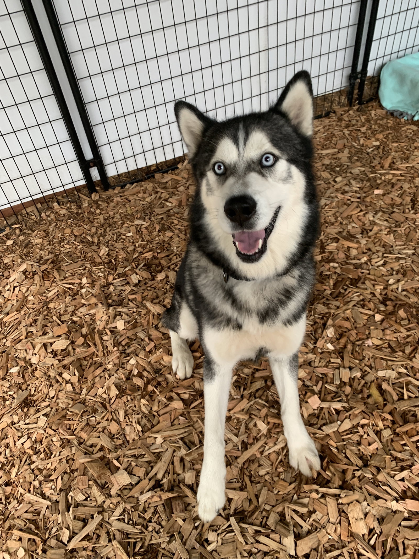 dog-image