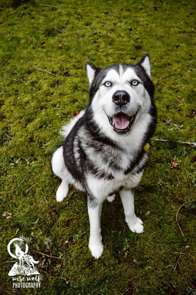 dog-image