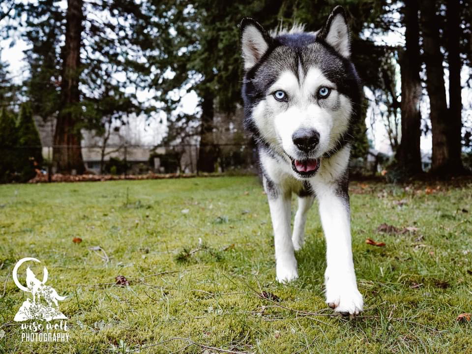 dog-image