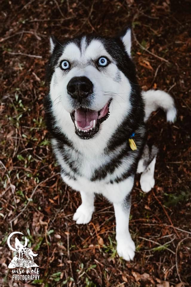 dog-image