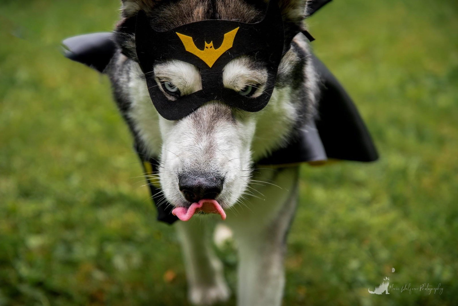 dog-image