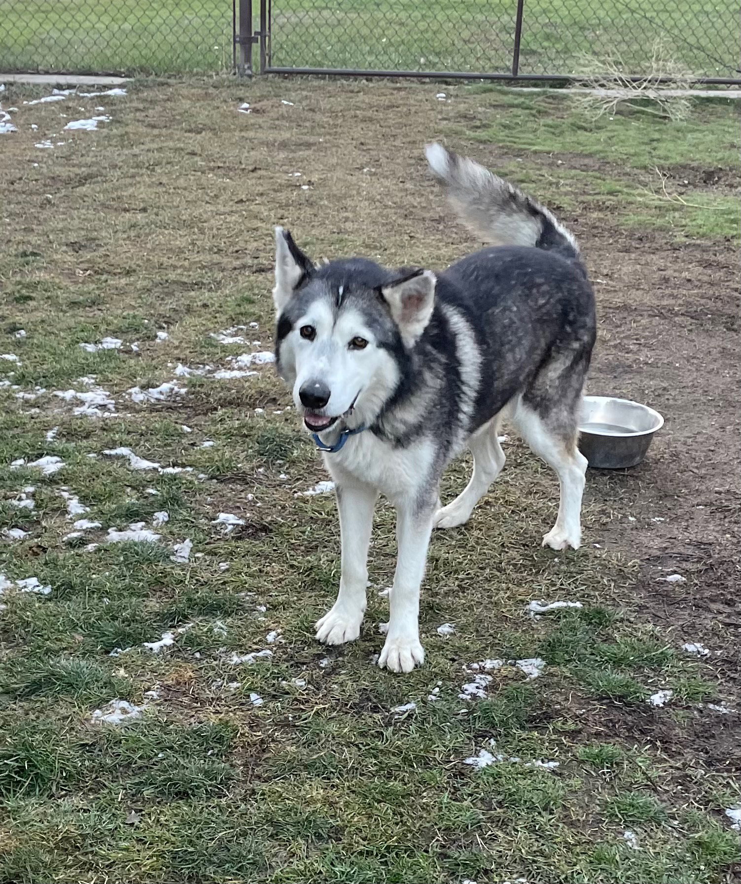 dog-image