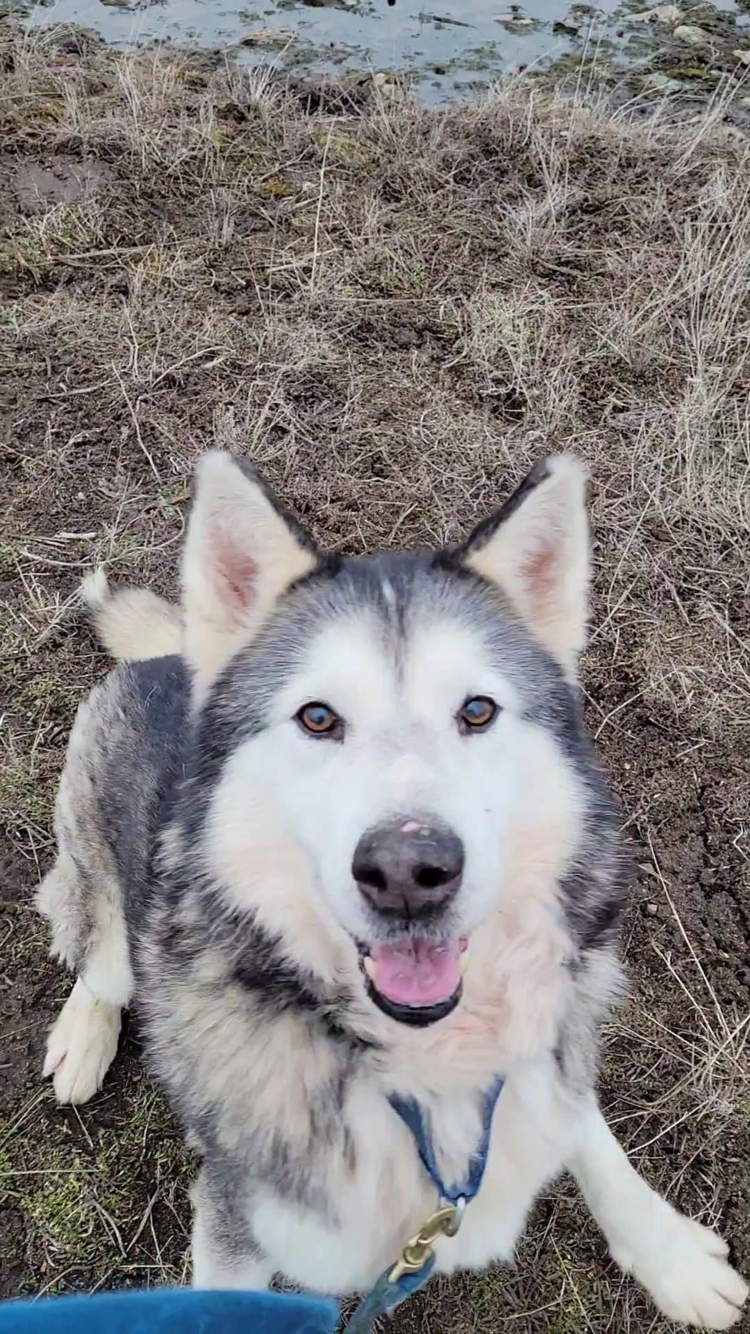 dog-image