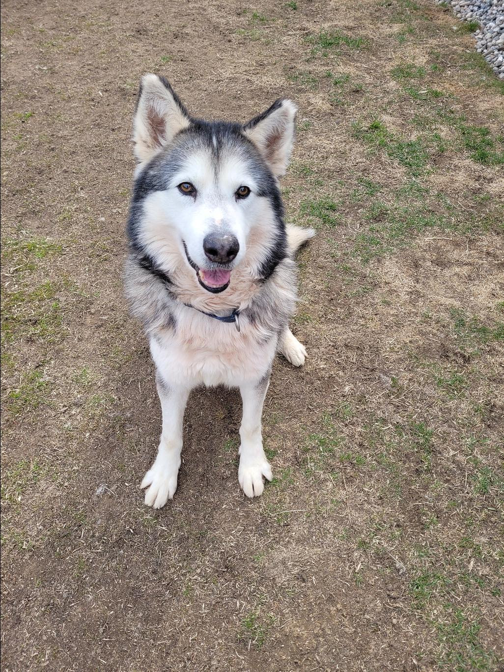 dog-image