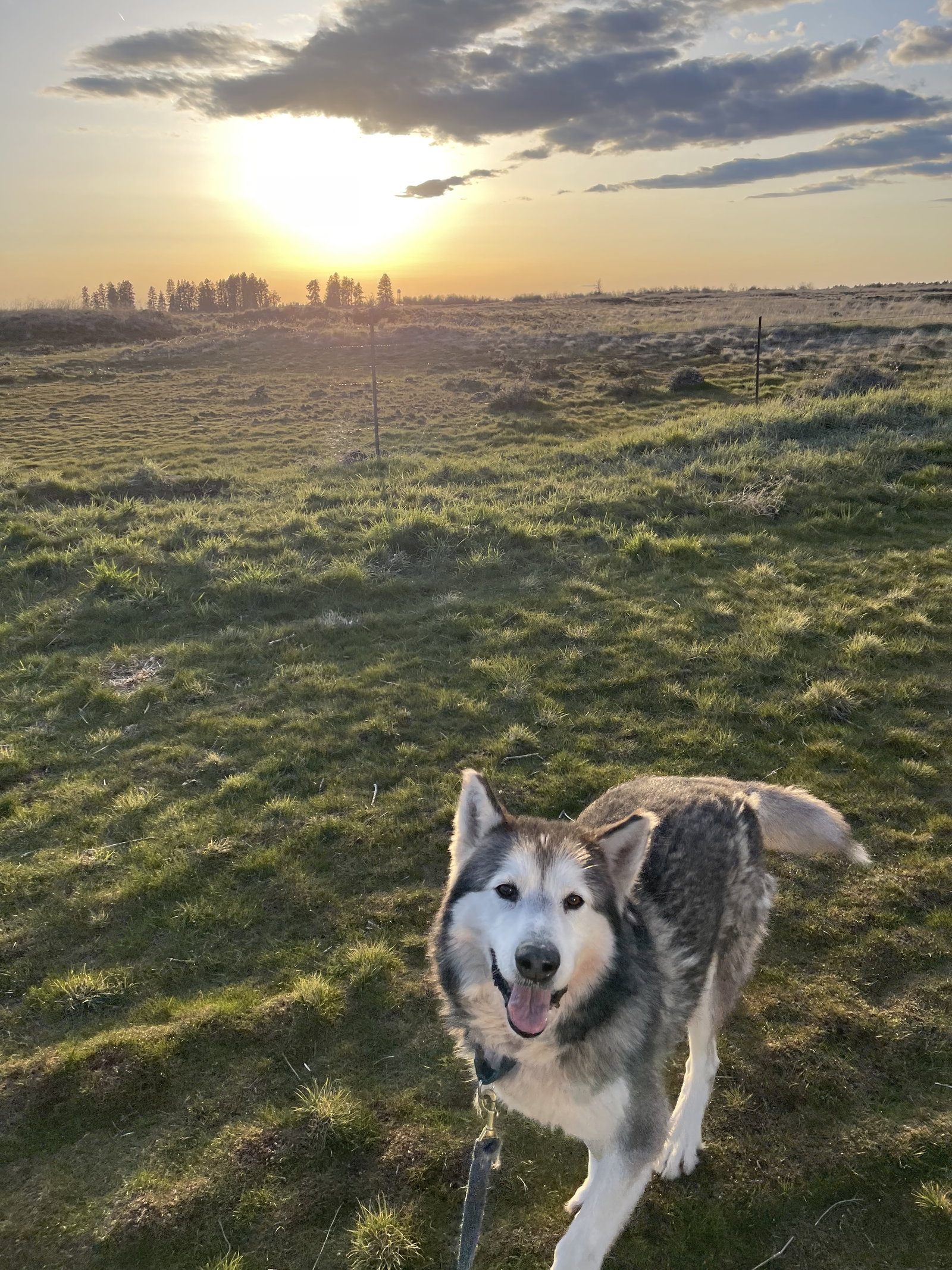 dog-image