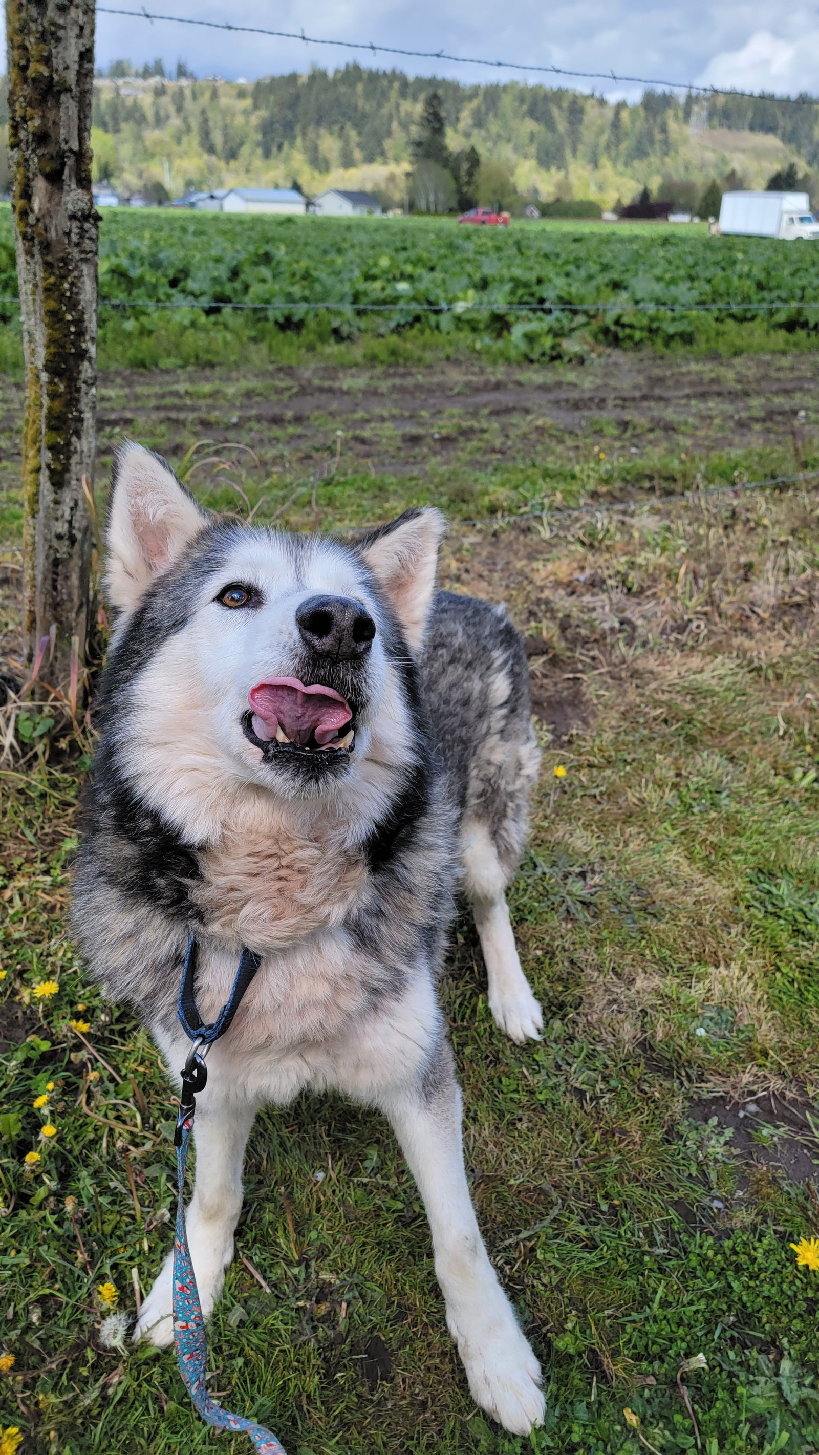 dog-image
