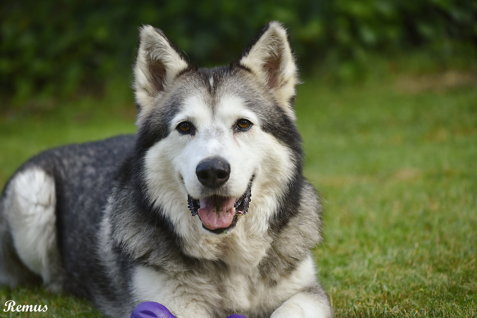 dog-image