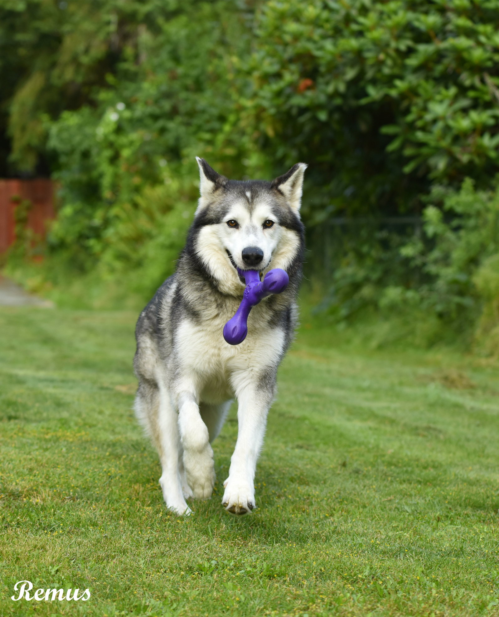 dog-image
