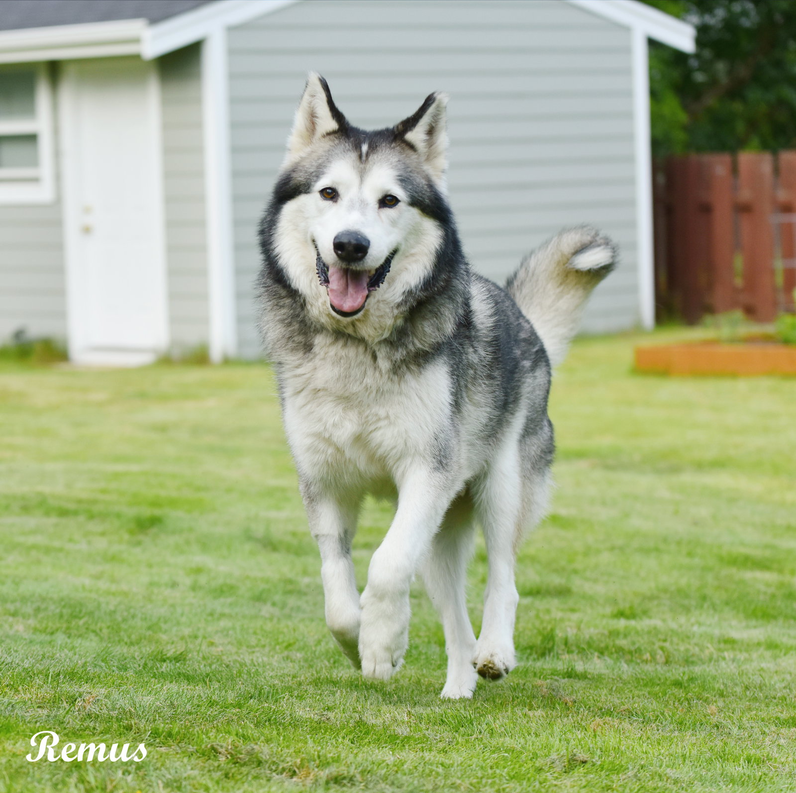 dog-image