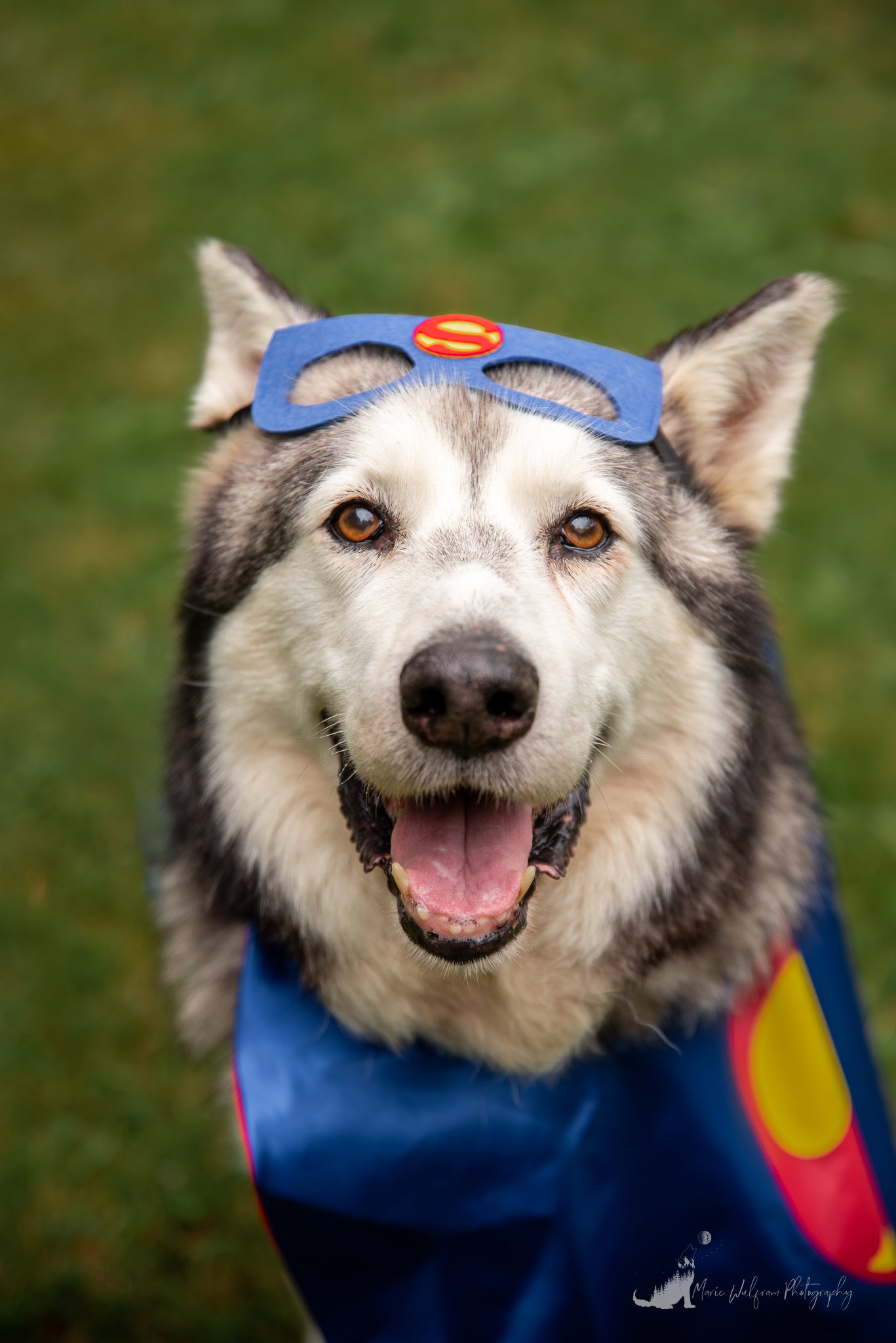 dog-image