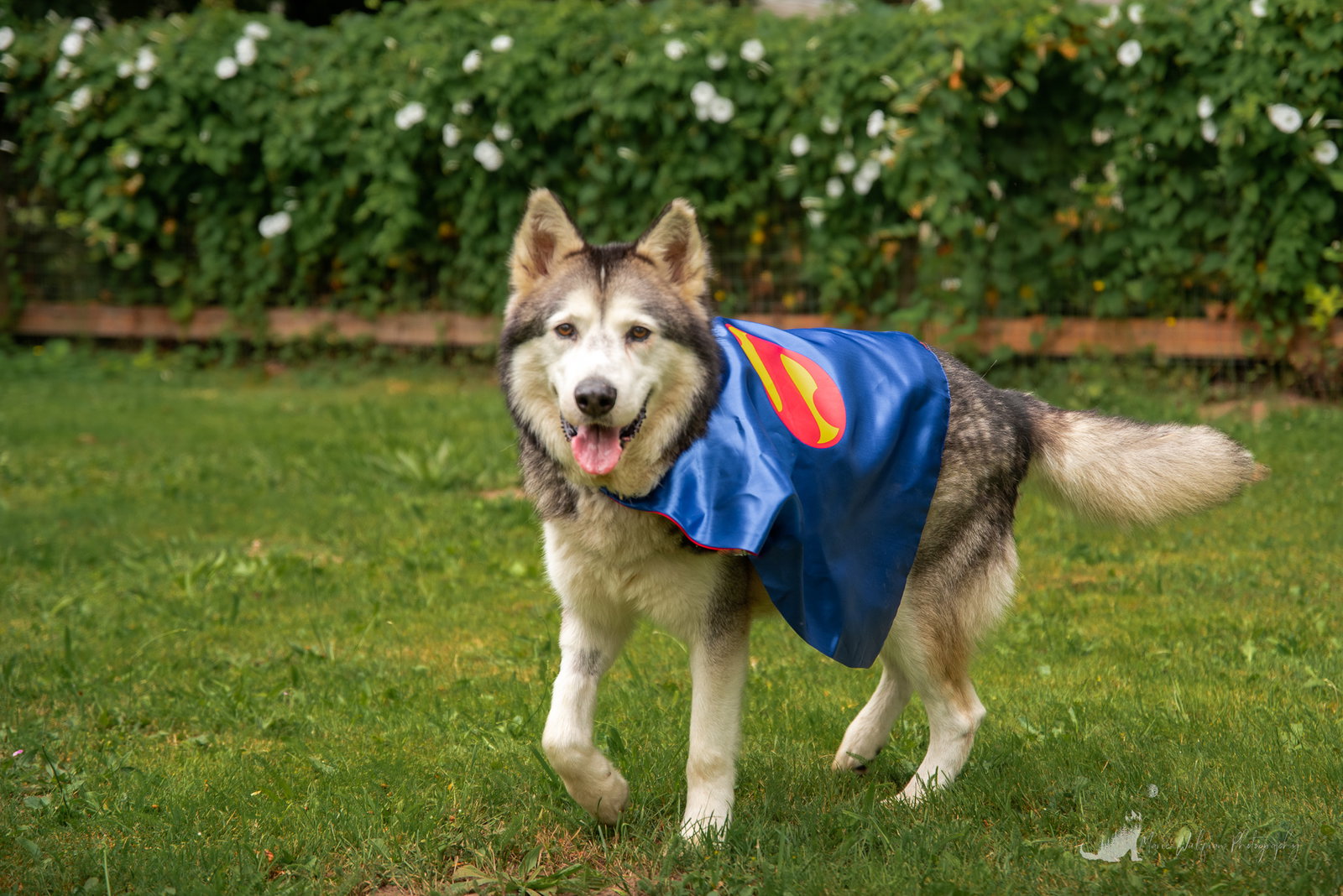 dog-image