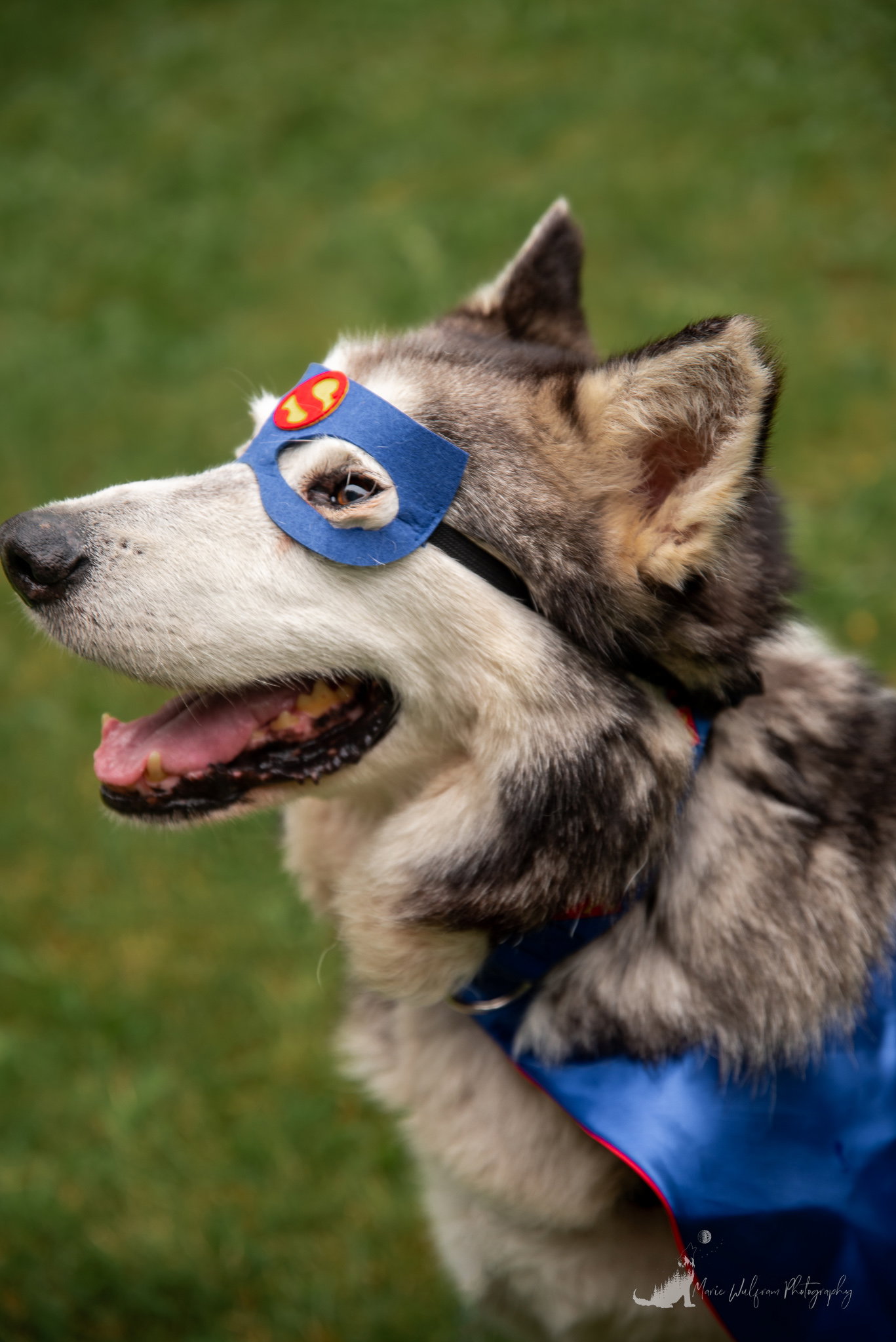 dog-image