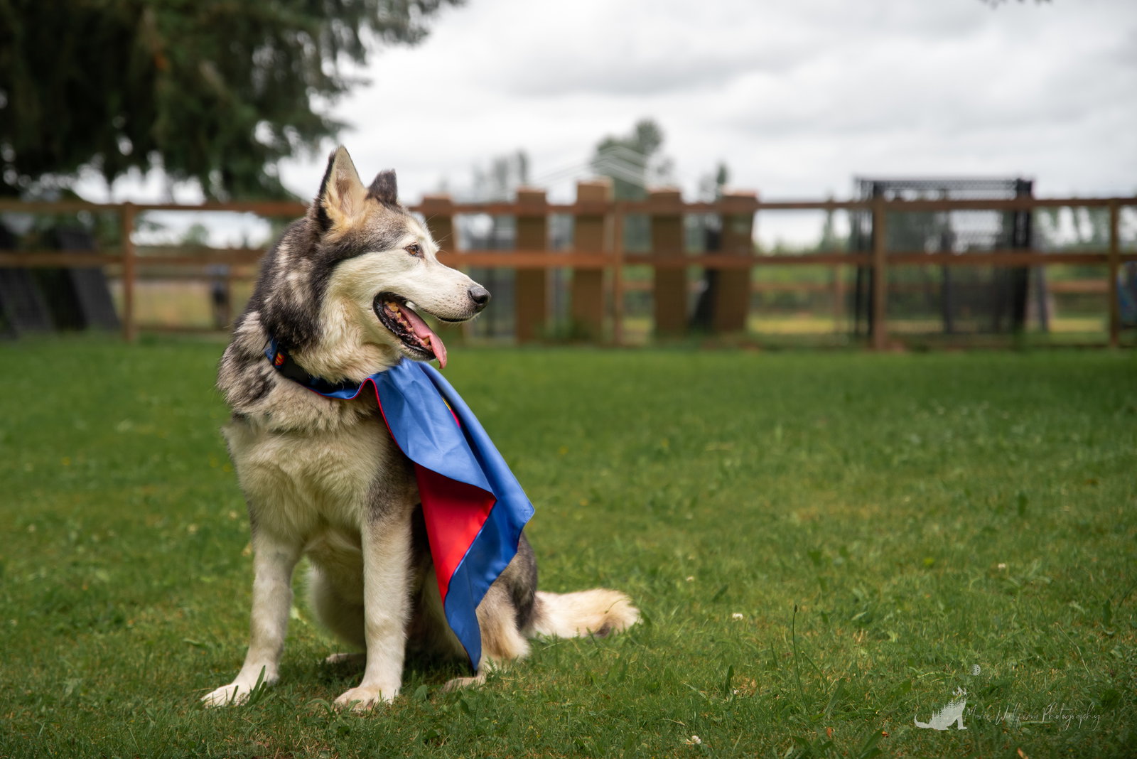 dog-image