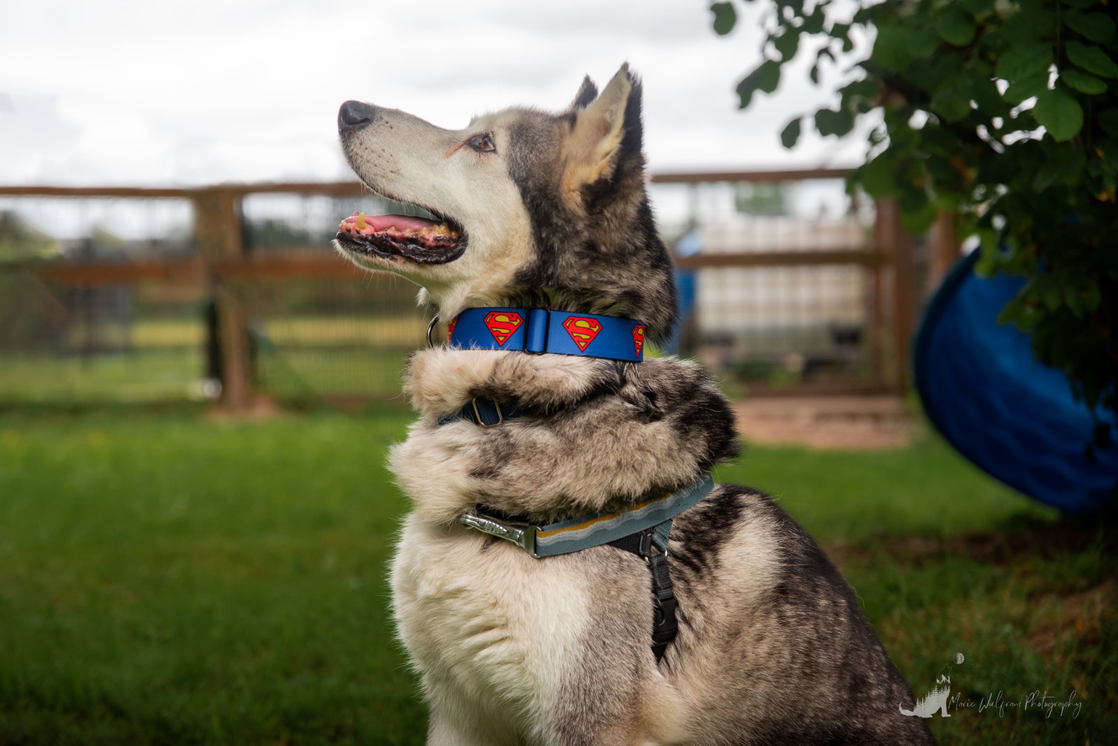 dog-image