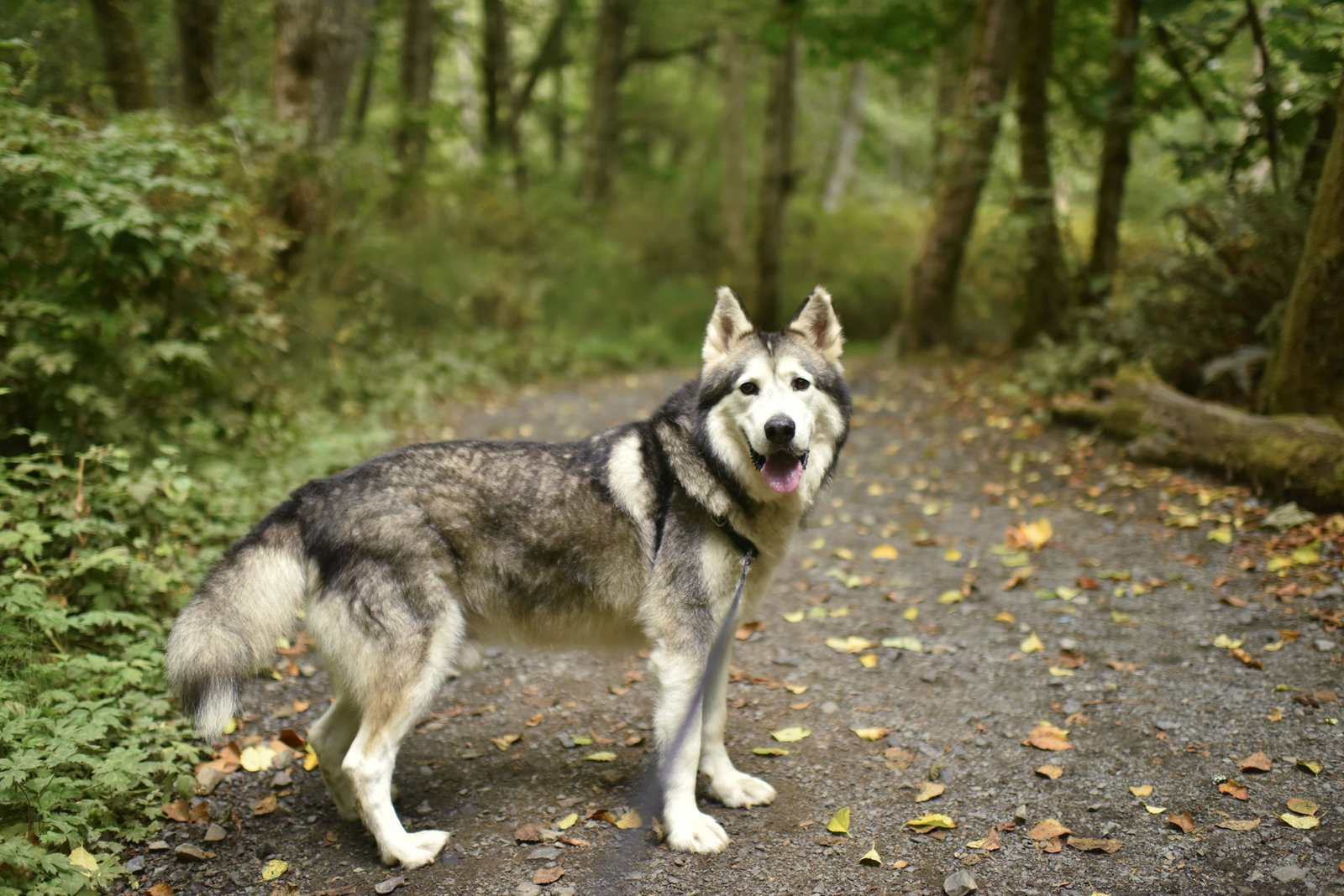 dog-image