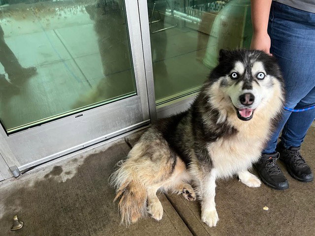 dog-image
