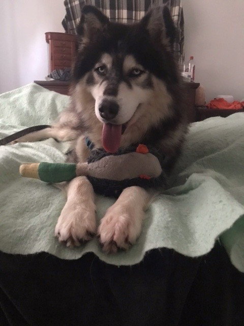 dog-image
