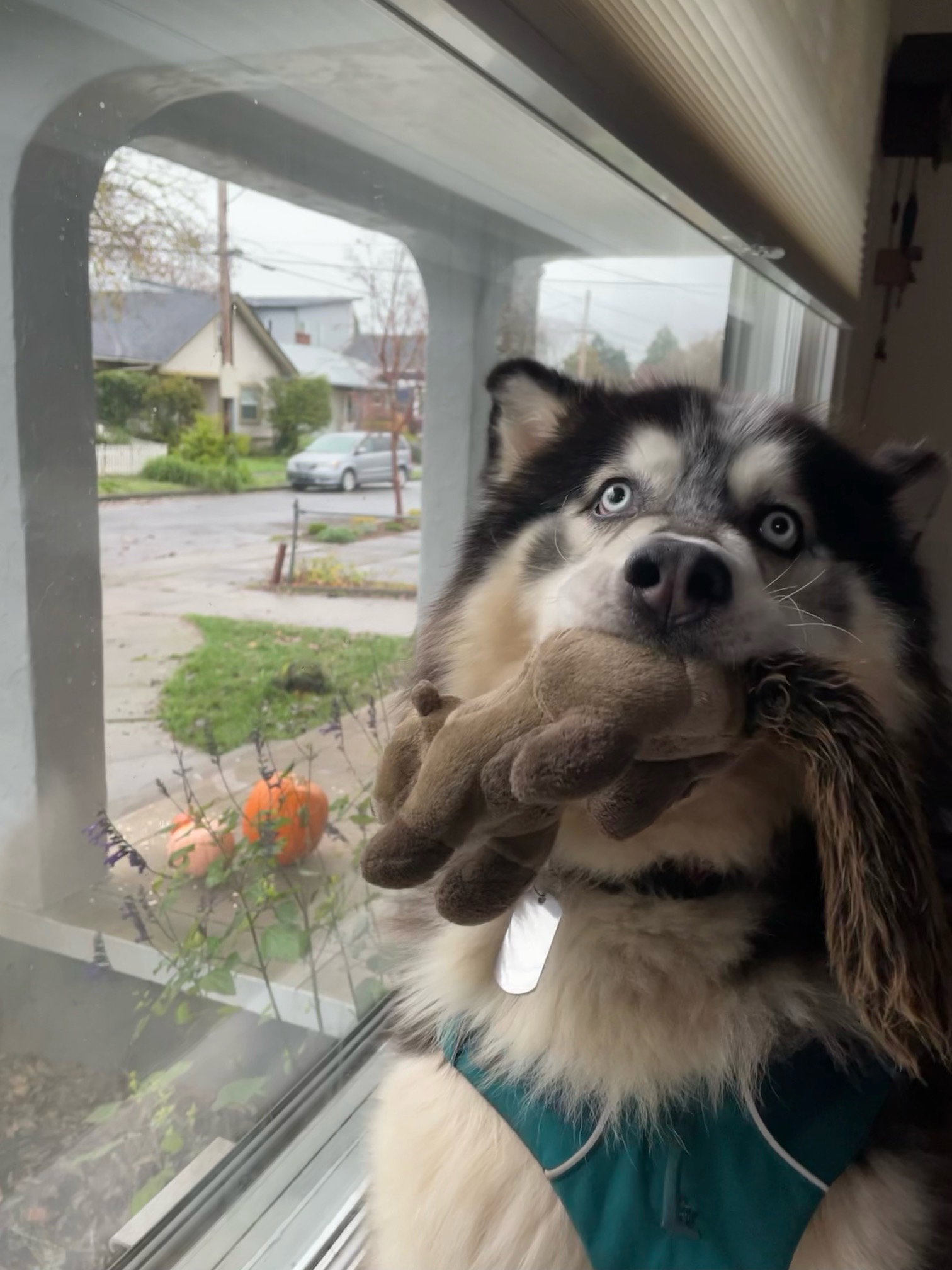 dog-image