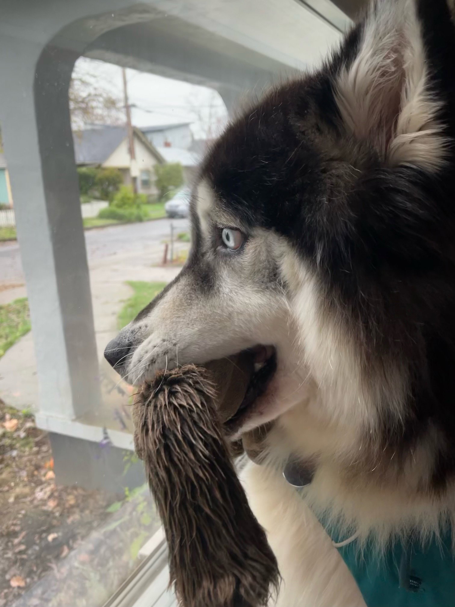 dog-image