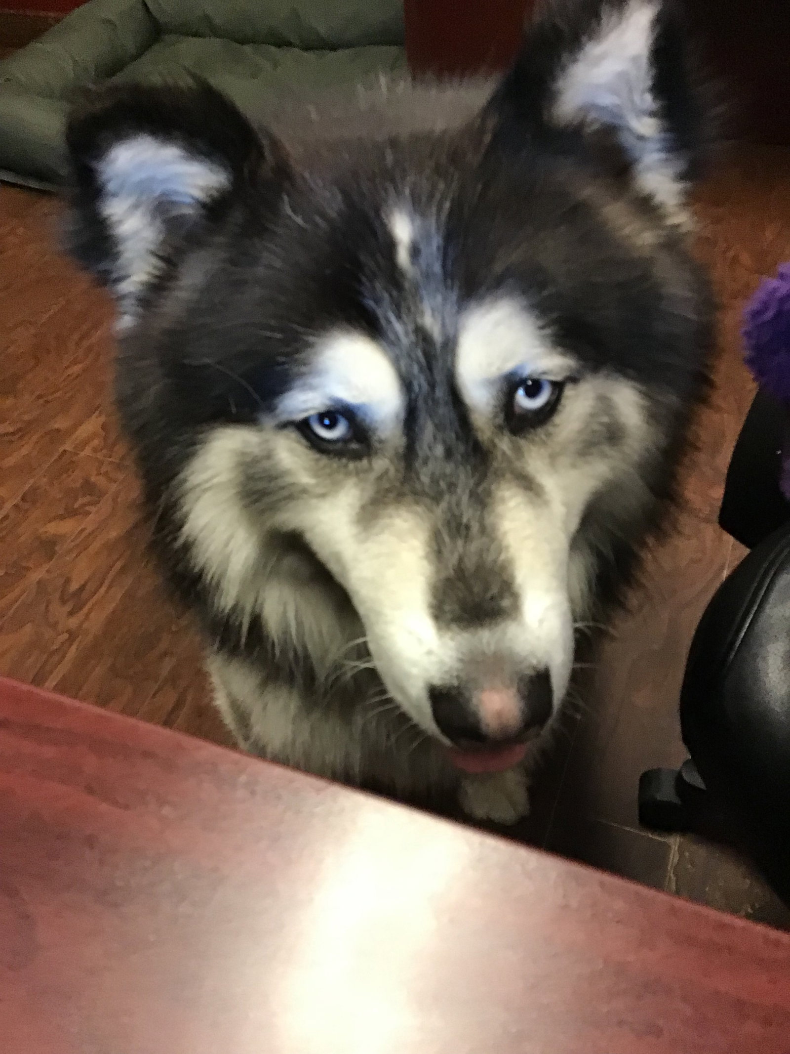 dog-image