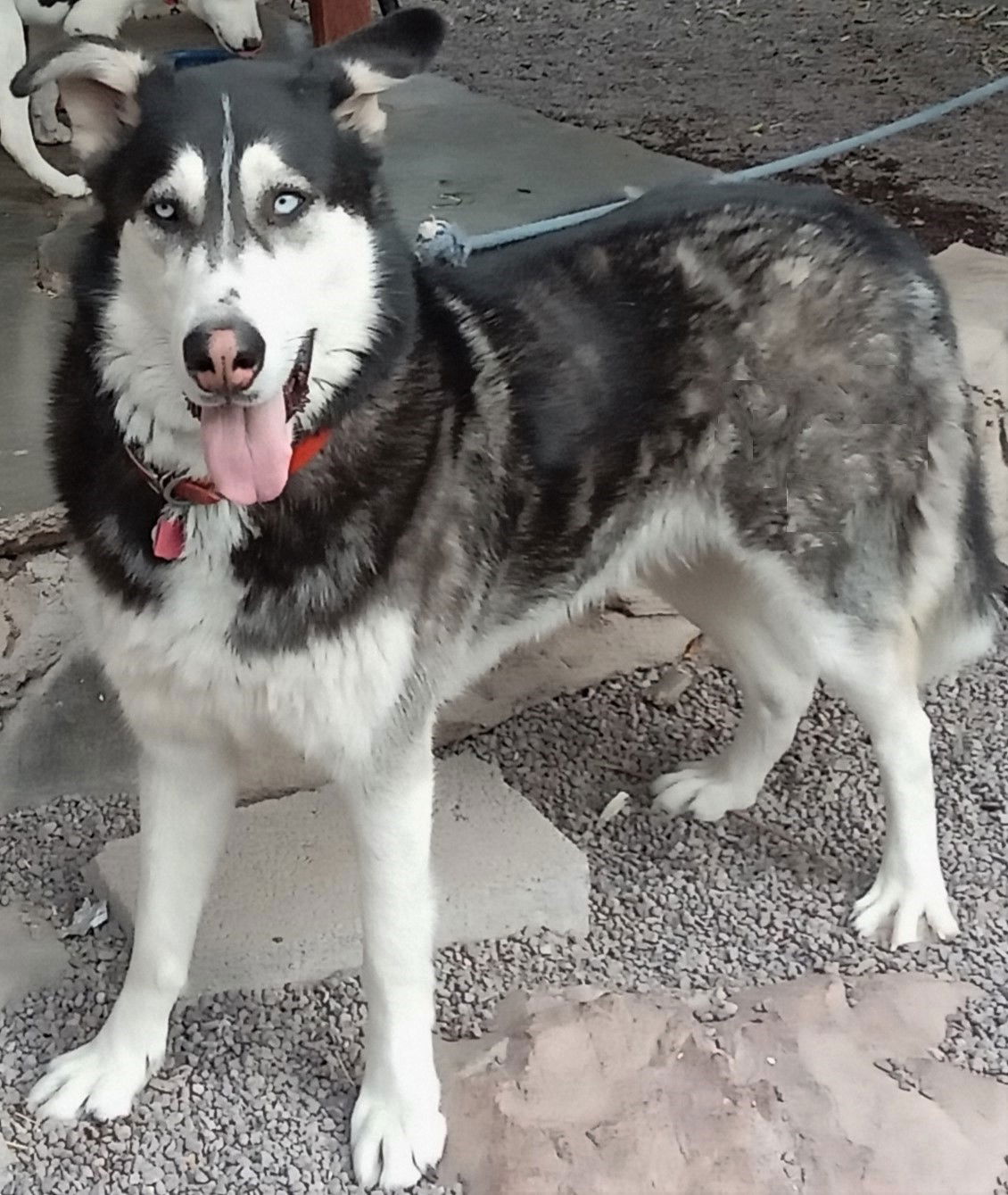 Dog for adoption - Kilo, an Alaskan Malamute Mix in Titusville, FL