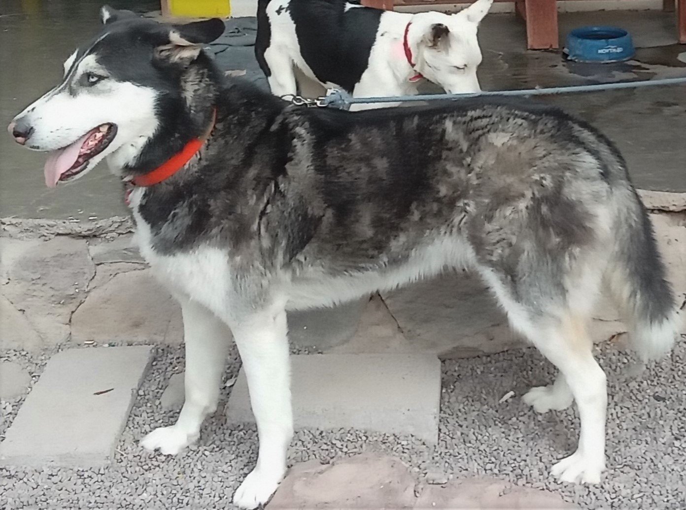 Dog for adoption - Kilo, an Alaskan Malamute Mix in Titusville, FL