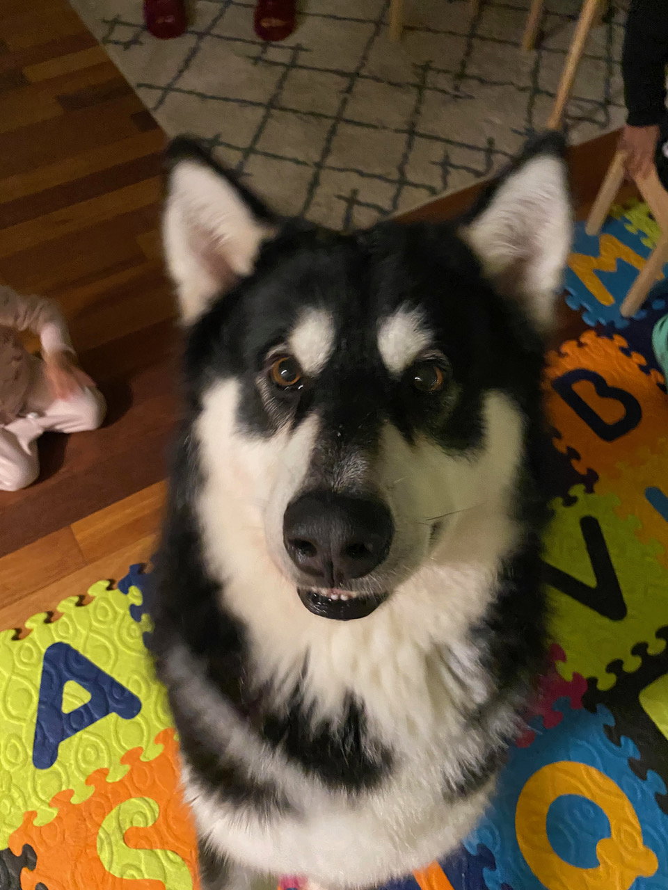 dog-image