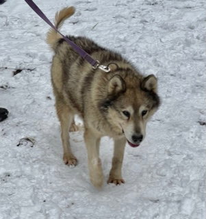 dog-image