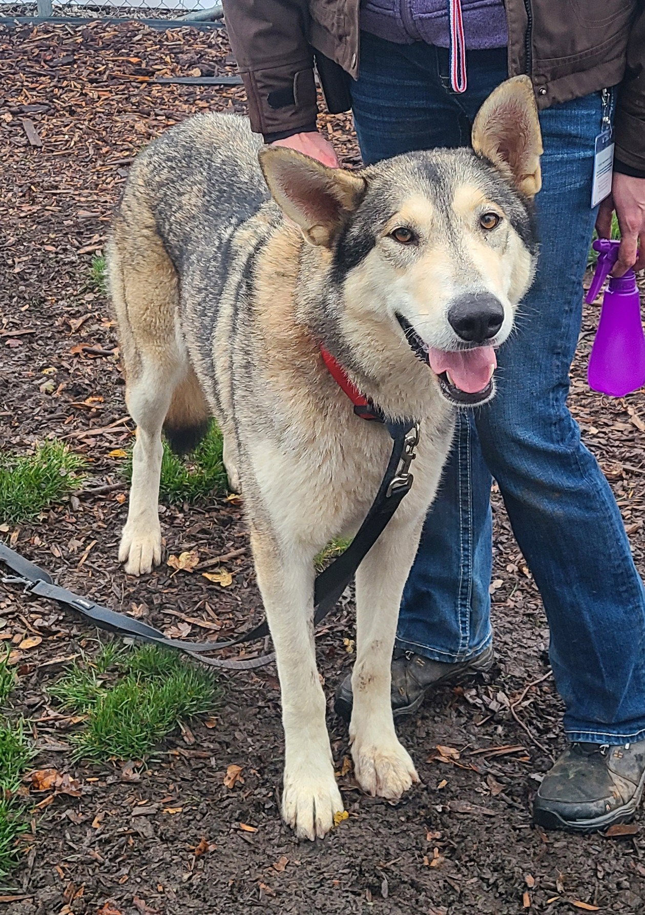 dog-image