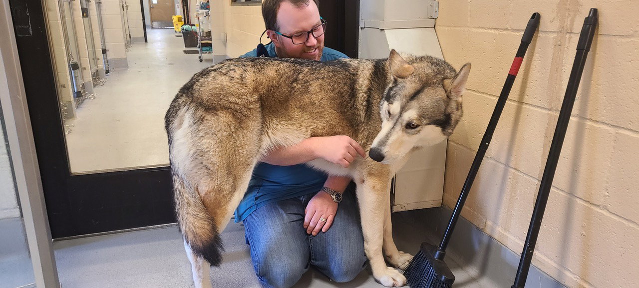 dog-image