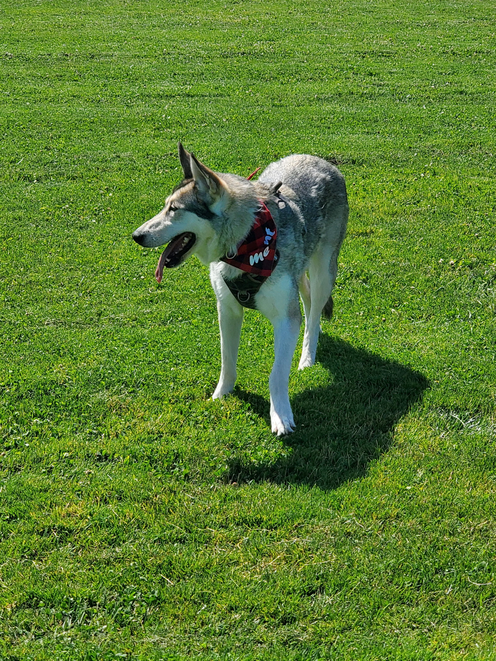 dog-image