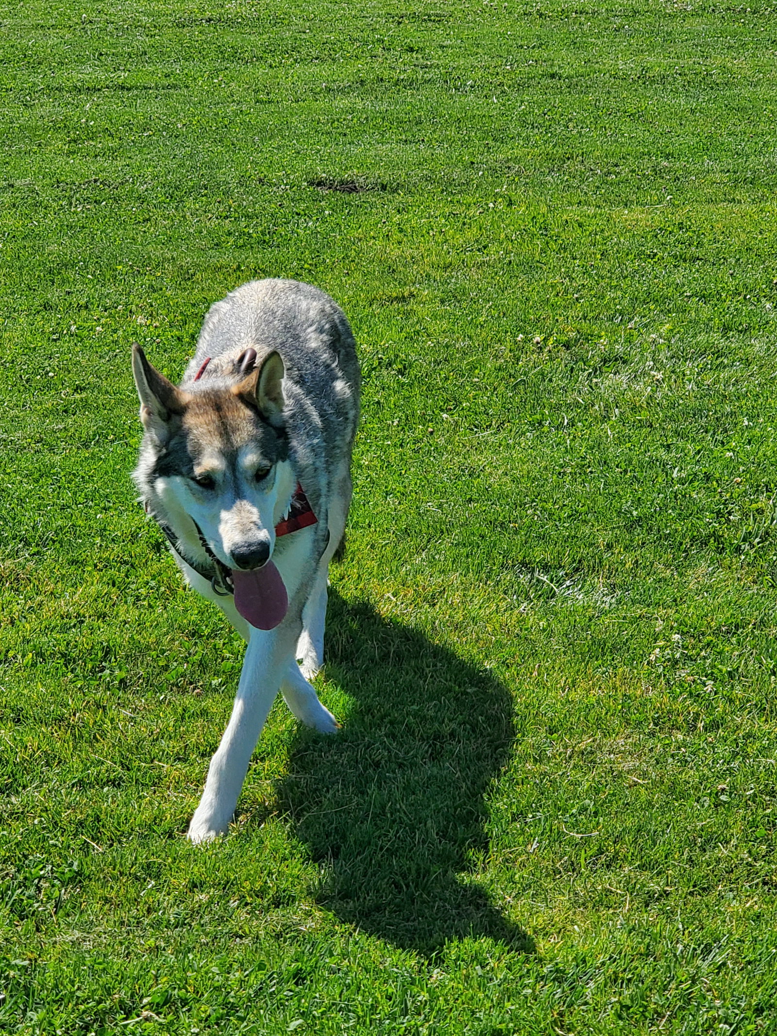 dog-image