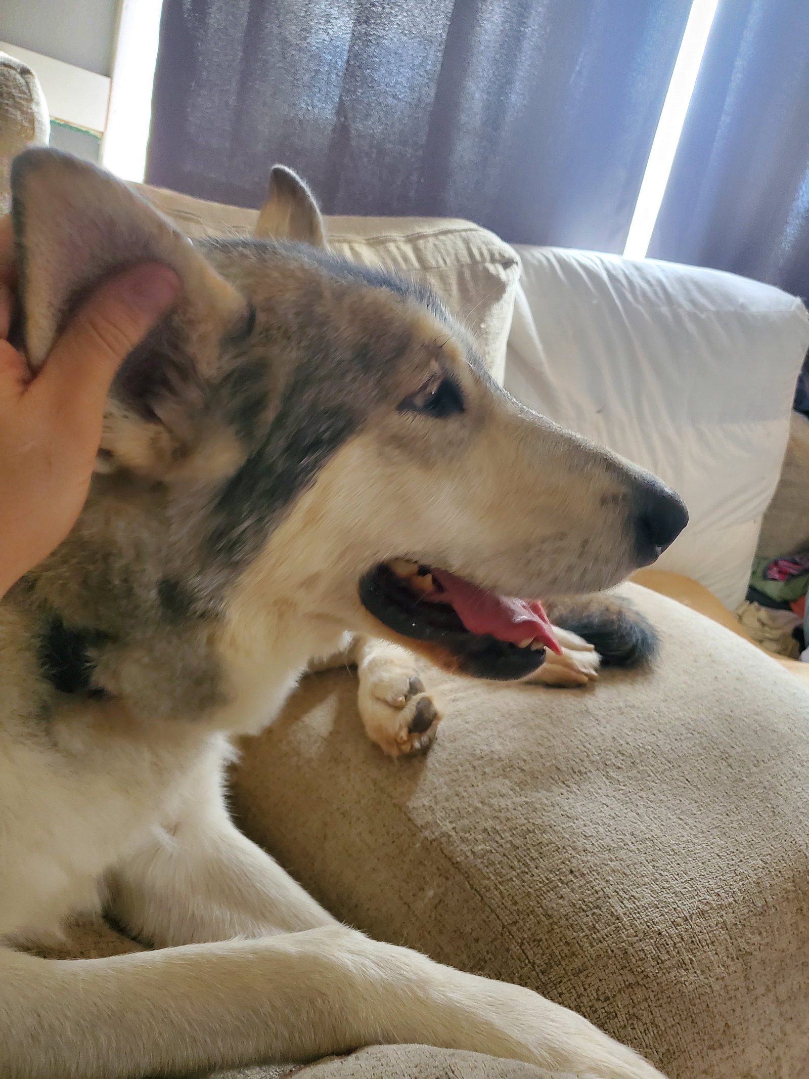 dog-image