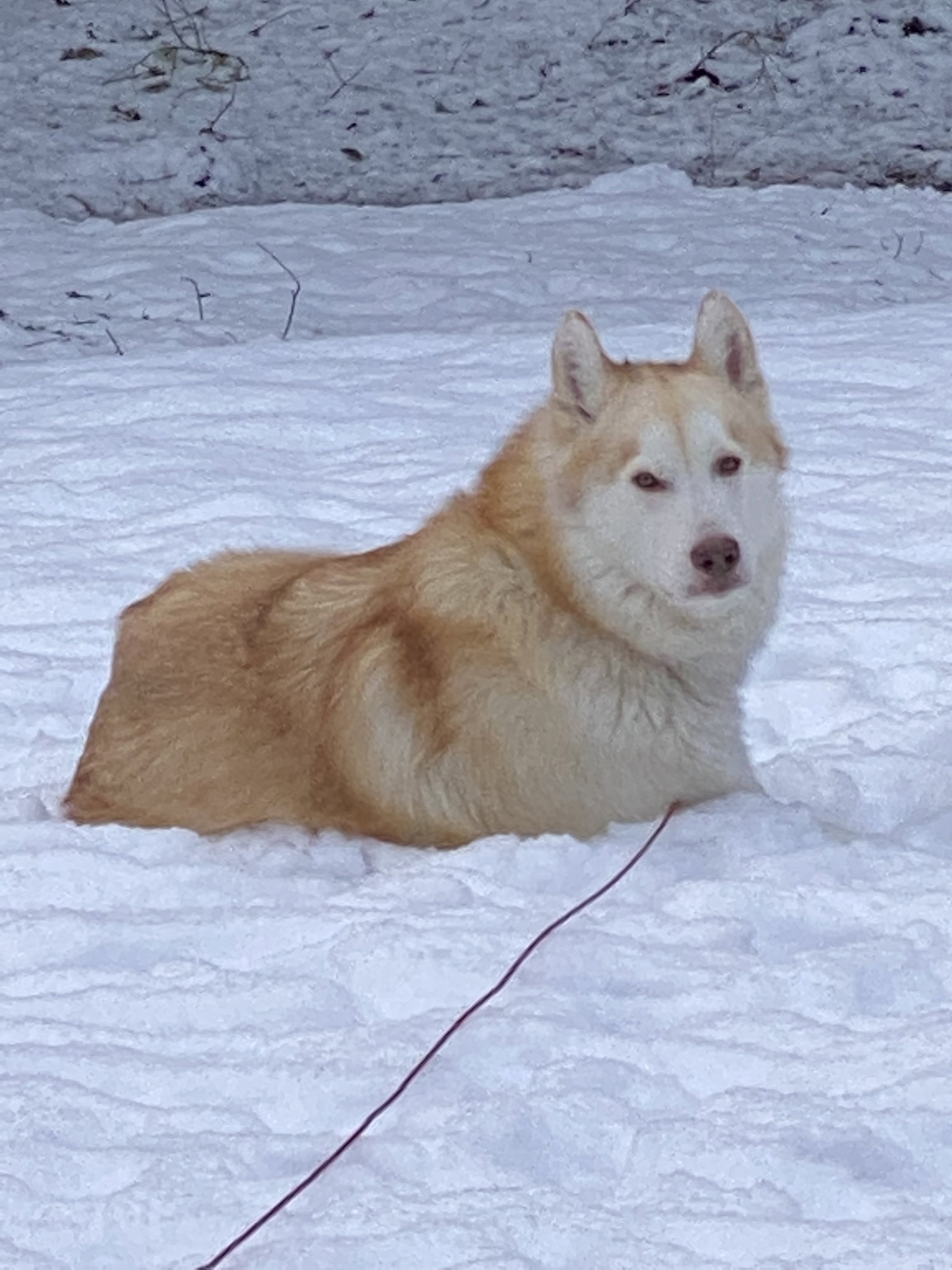 dog-image