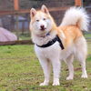 MIDAS (Adoption Pending)