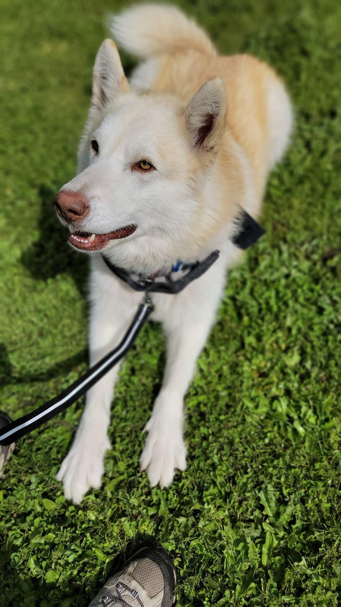 dog-image