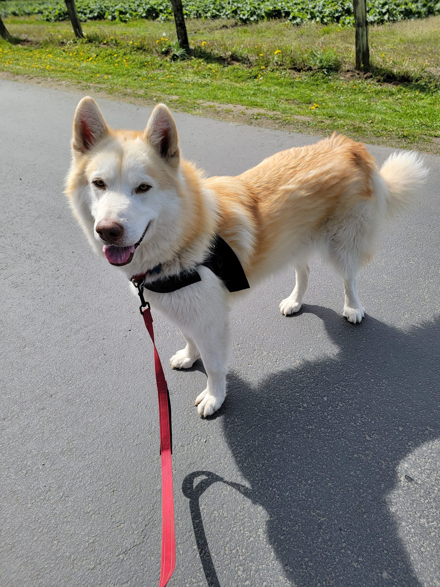 dog-image