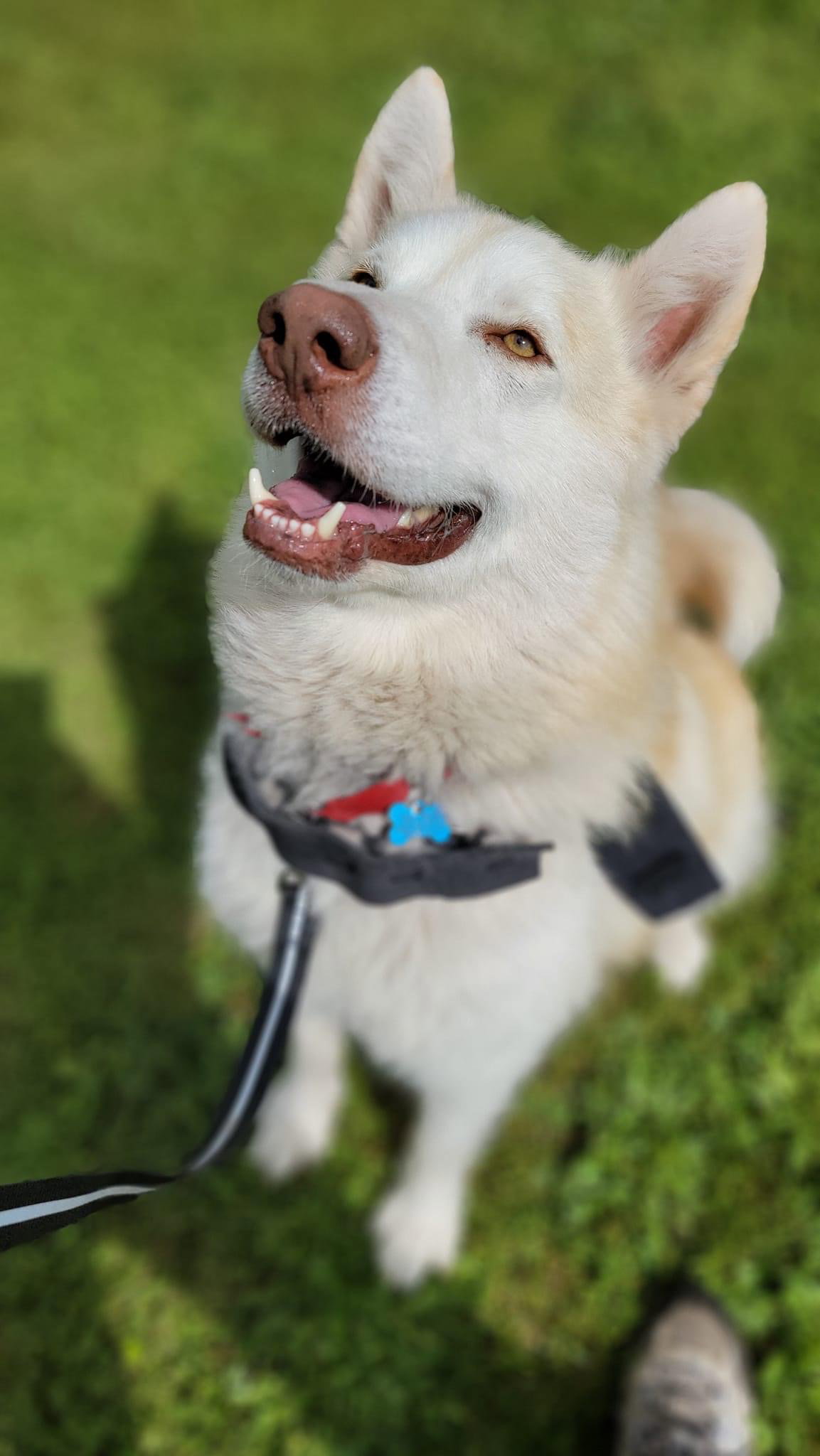 dog-image